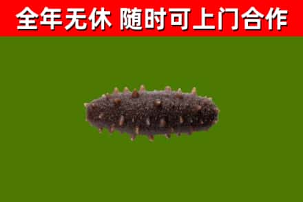 裕华回收海参干